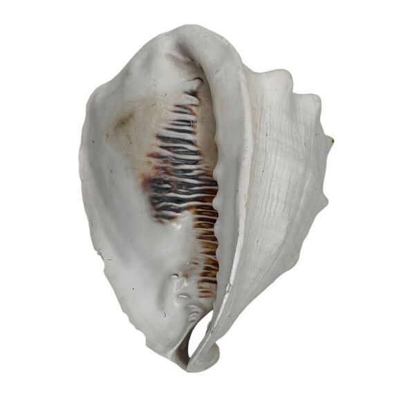 Seashell Helmet Conch Shell Cassis Cornuta Rare Beach Ocean Nautical Decor - Picture 8 of 11